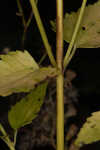 Hammock snakeroot